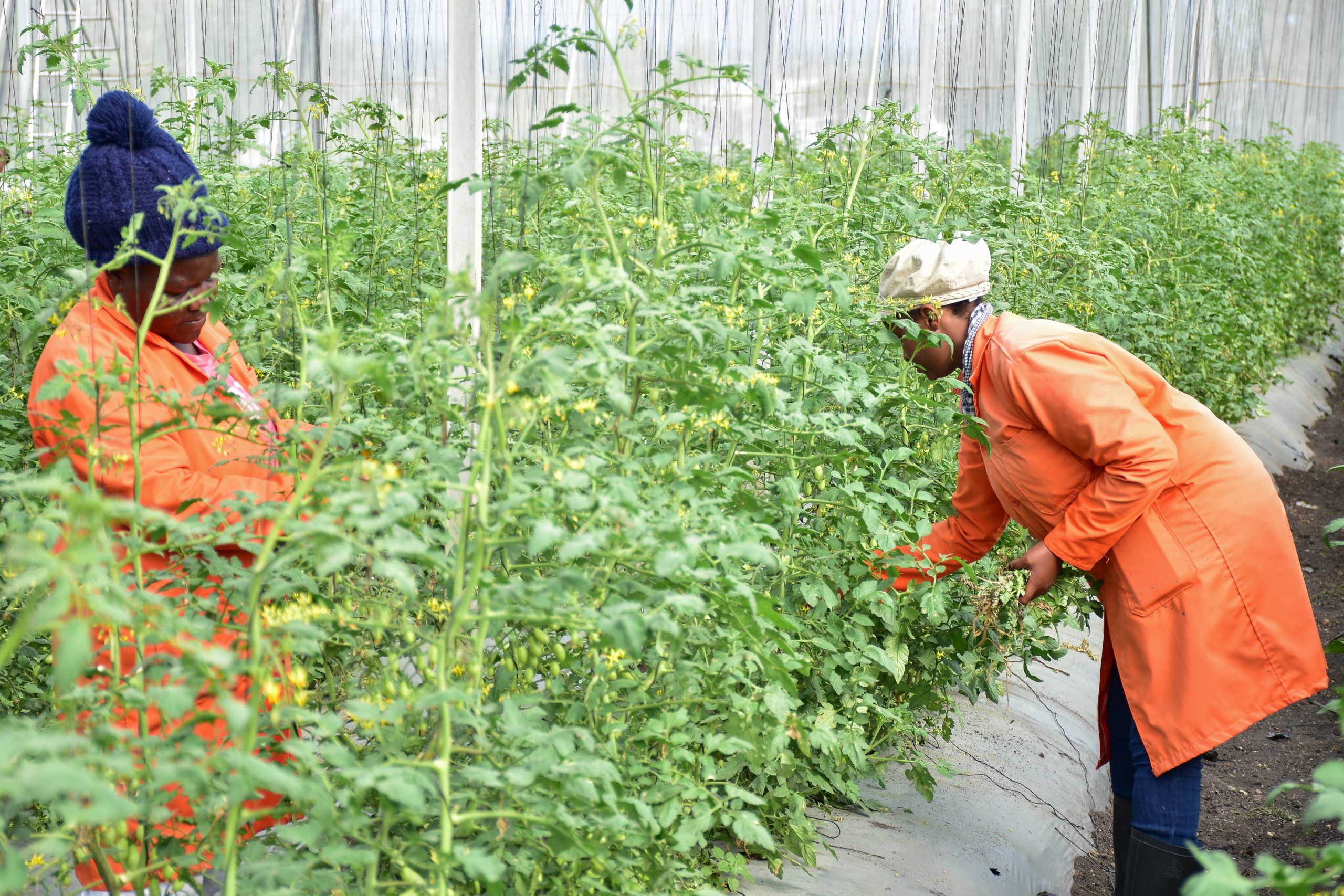 2021 in Brief - Maris Africa